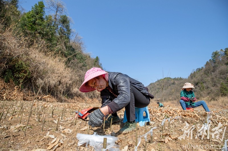 锥栗园里嫁接忙