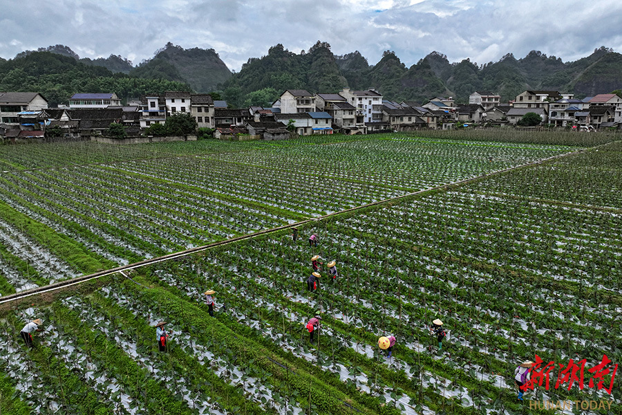 田间夏管忙