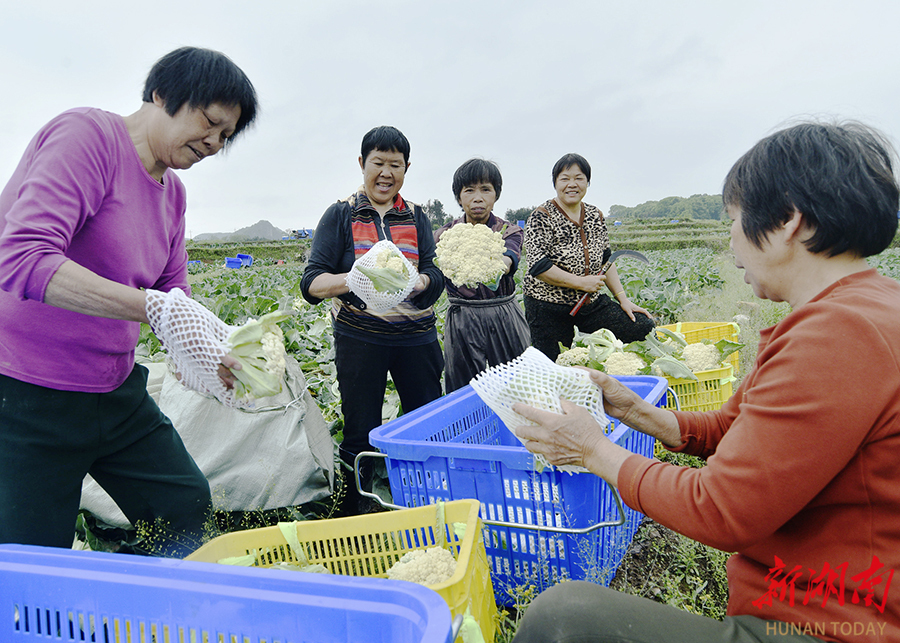 蔬菜采收外销忙