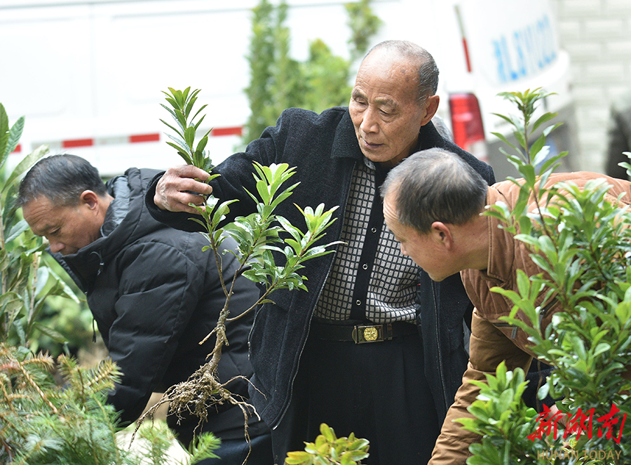 苗木市场购销旺