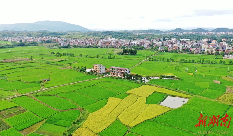 田园“丰”景