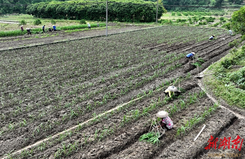 “甜蜜”增收